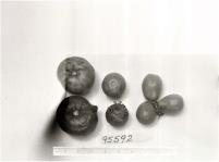 Click for 1 image(s) for this accession. FRUIT